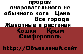 продам очаровательного не обычного кота › Цена ­ 7 000 000 - Все города Животные и растения » Кошки   . Крым,Симферополь